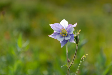 Columbine