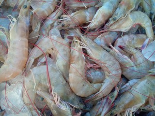 Shrimp, Shrimp from farm, Shrimp from Thailand country