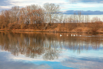 lake with swans in the autumn 