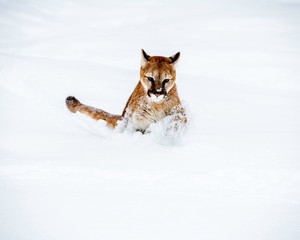 cat in snow