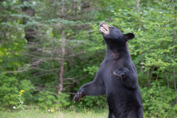 Fototapeta na wymiar Standing bear 