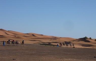 Fototapeta na wymiar Camels, riders, and guides, returning from the Sahara sand dunes - Morocco Inshallah
