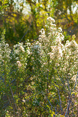 blooming mule fat hardy toerant shrubbery with white blooms