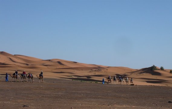 Camels, riders, and guides, returning from the Sahara sand dunes - Morocco  Inshallah