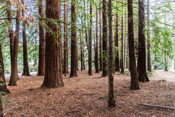 Forest with bark and needle leaf shed on the floor.