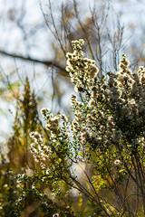 blooming mule fat hardy toerant shrubbery with white blooms