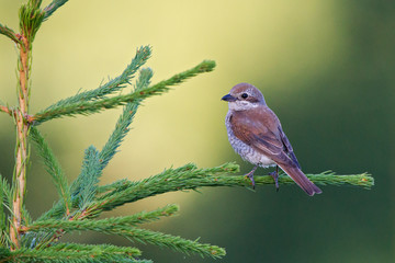Red-backed Shrike (Lanius collurio) female perched on a branch, Brandenburg, Germany