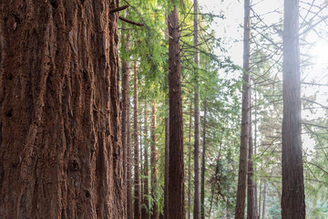 Tree bark mid section of evergreen trees