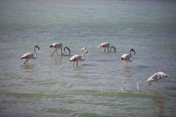 View of Flamingo flock resting standing in water, in Calpe, Las Salinas salt lake, pink flamingos in Alicante Province, Valencia, Spain