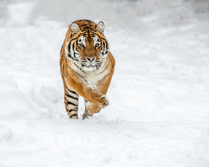 tiger in the snow
