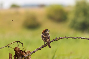 Woodchat Shrike (Lanius senator), male perched on branch in meadow with passing bumble bee, Bavaria, Germany