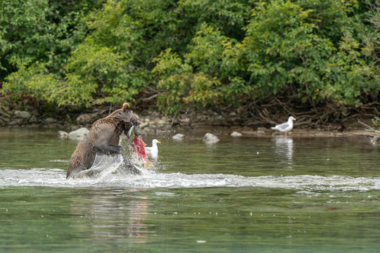 Bear abd salmon