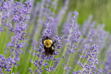 bee on lavender