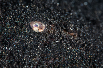 A Margined sole, Synaptura marginata, covers itself with volcanic sand to camouflage itself in Lembeh Strait, Indonesia. Only the fish's eye is visible.
