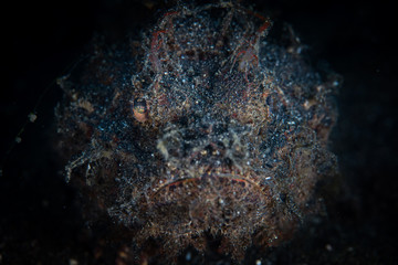A Raggy scorpionfish, Scorpaenopsis venosa, lies on the black sand seafloor waiting to ambush prey...