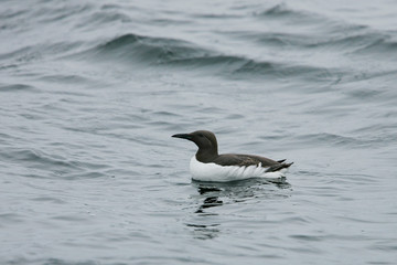 Common Murre (Uria aalge) adult in breeding plumage swimming in open sea, North Sea, Germany