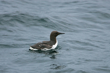 Trottellumme (Uria aalge) Altvogel im Prachtkleid schwimmt auf offenem Meer vor der Küste, Nordsee, Schleswig-Holstein, Deutschland