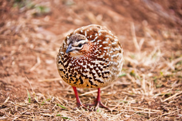 southern Africa birds