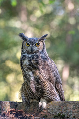 great horned owl