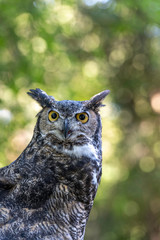portrait of an owl
