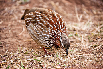 southern Africa birds