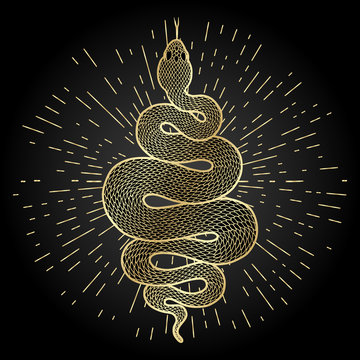 Coiled snake detailed illustration