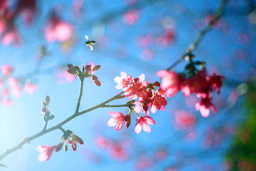 Beautiful cherry blossoms are very fresh and beautiful under the blue sky in the morning