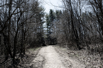 Walking through the woods taking photos