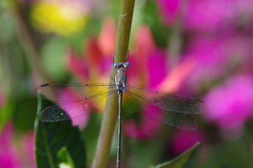 dragonfly
