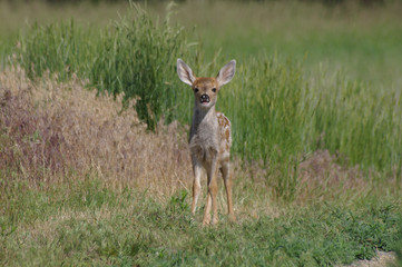 Fawn