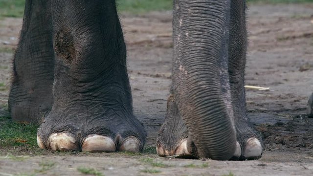 Asian elephant (Elephas maximus) feet