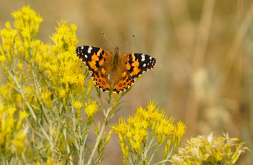 A Monarch Butterfly enjoys the sweet pollen of beautiful yellow wildflowers in a mountain meadow.
