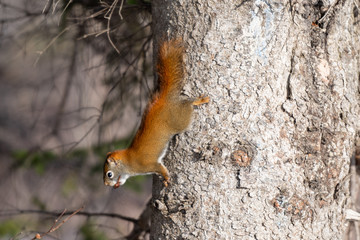 A  small American red squirrel running down a spruce tree. You can see the animal's feet and bushy tail. It has a nut in its mouth.