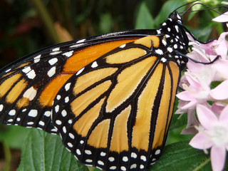 butterfly on a flower