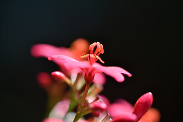 closeup of a flower © Kory
