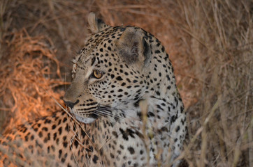 A leopard in long grass at Kruger Park, South Africa