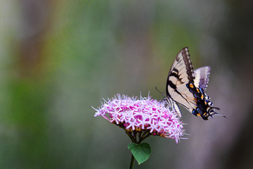 Monarch Butterfly on Flower