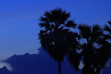 silhouette of palm tree against blue sky