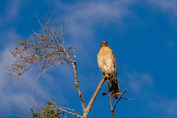 A hawk perched on a tree branch with blue sky in the background. The evening sky is shining on the animal.