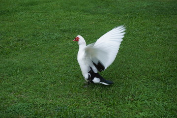 Pato