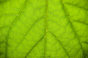 Fototapeta na wymiar 접사,나무,나뭇잎,광합성