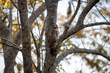 Red Shouldered Hawk 01