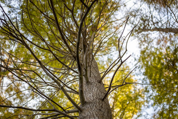 Tree Trunk 01