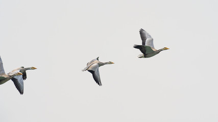 flock of Bar headed geese flying during migration season in Indian