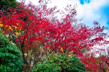 南立石公園の紅葉