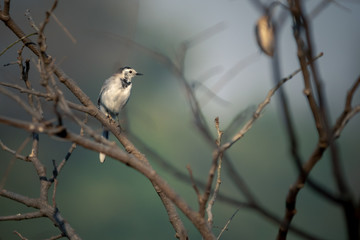 A white wagtail bird perched on small branches of a tree