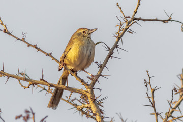 The Plain Prinia, or the Plain, or White-browed, Wren-Warbler perched on a throne branch in early morning light