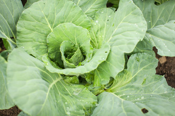 close up green leaves of homegrown white cabbage in garden at daytime in selective focus.