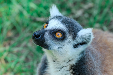 Naklejka na ściany i meble Ring Tailed Lemur Portrait 