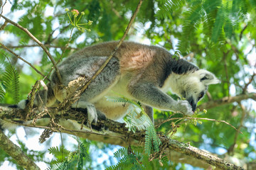Ring Tail Lemur in a Tree